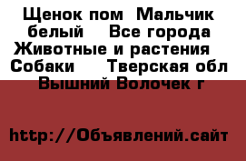 Щенок пом. Мальчик белый  - Все города Животные и растения » Собаки   . Тверская обл.,Вышний Волочек г.